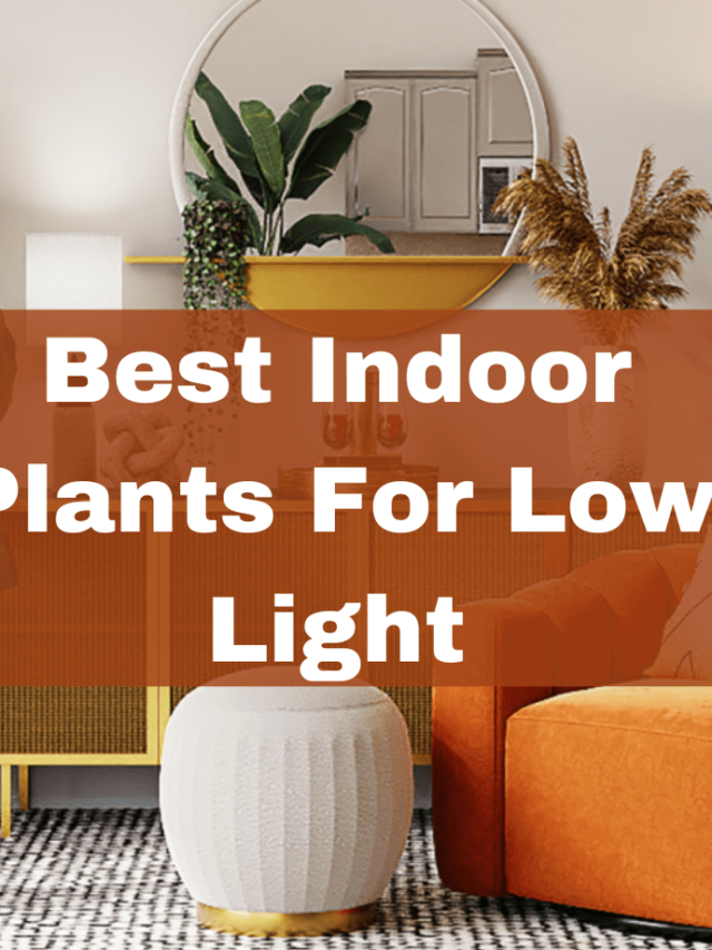 Best Indoor Plants for Low Light